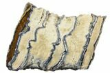 Mammoth Molar Slice With Case - South Carolina #144344-1